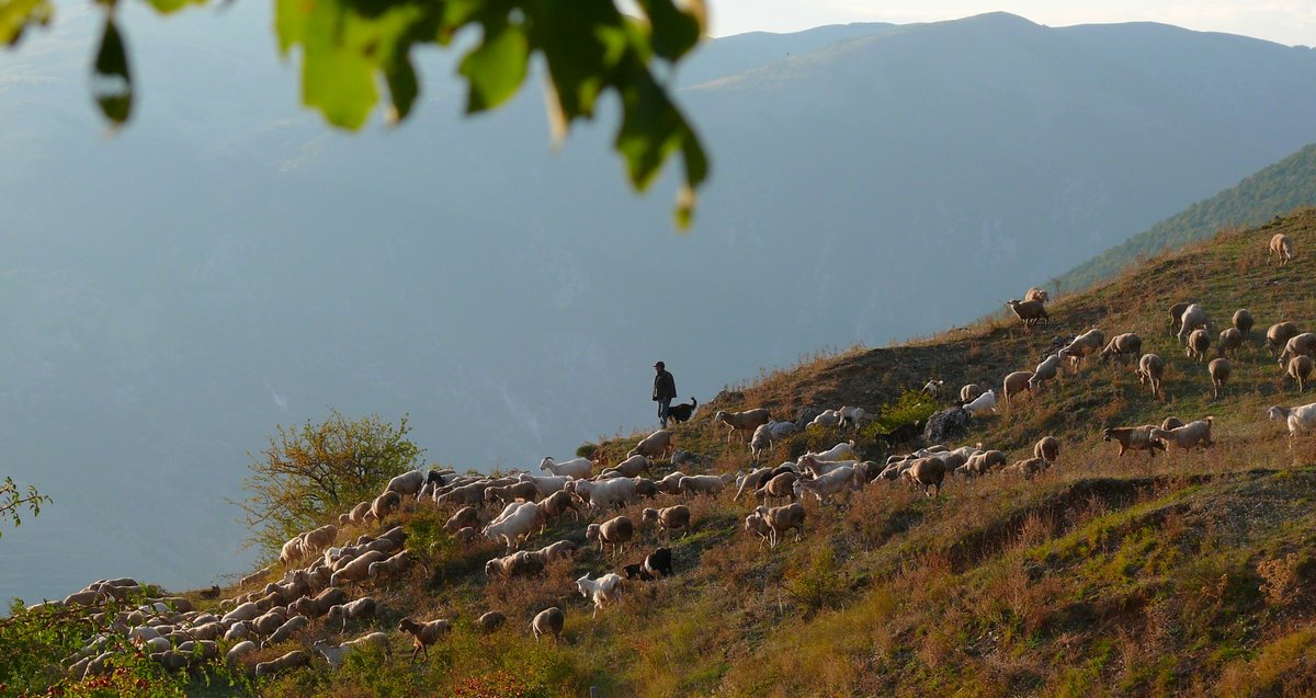Animali al pascolo
